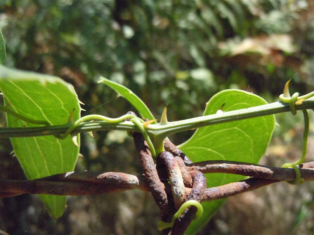 Pianta rampicante con frutti - Smilax aspera